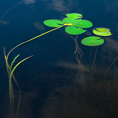 Pond Study