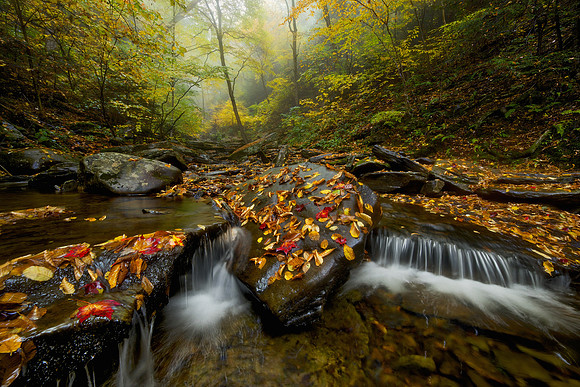 Eastern Woodland Autumn