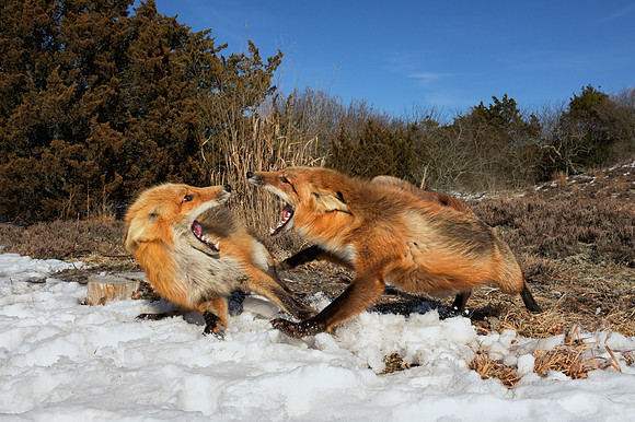 Fox Fight!