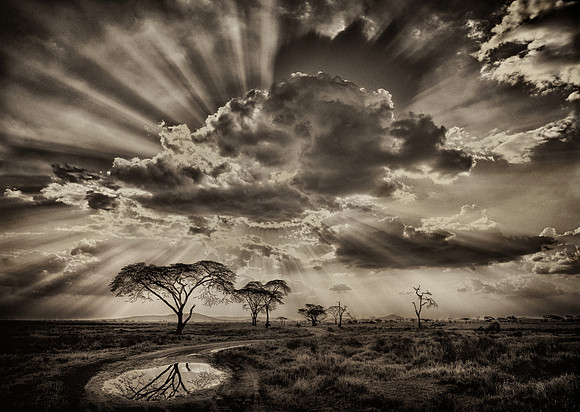 Drama on the Savannah