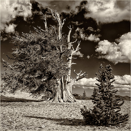 Bristlecone Pines