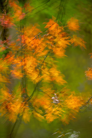Wind blowing autumn leaves