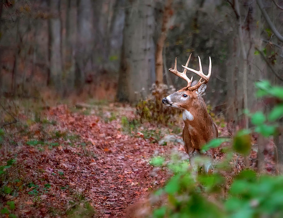 November - Buck at Dusk