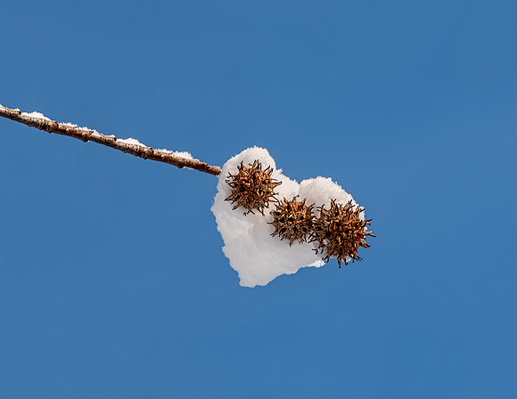 February - Winter Valentine