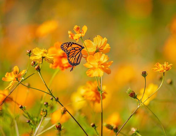 August - Monarch on Cosmos, aka "Parkway Flowers"