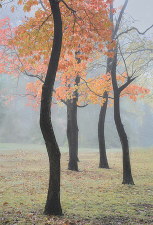 Trees Dancing in the Mist