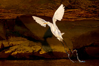 Fauna