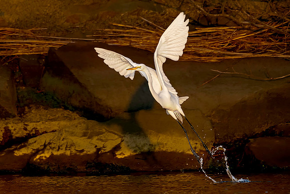 Egret Ascending