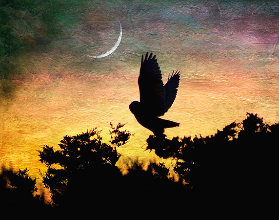 12 Between sunset and moonset, an owl took flight