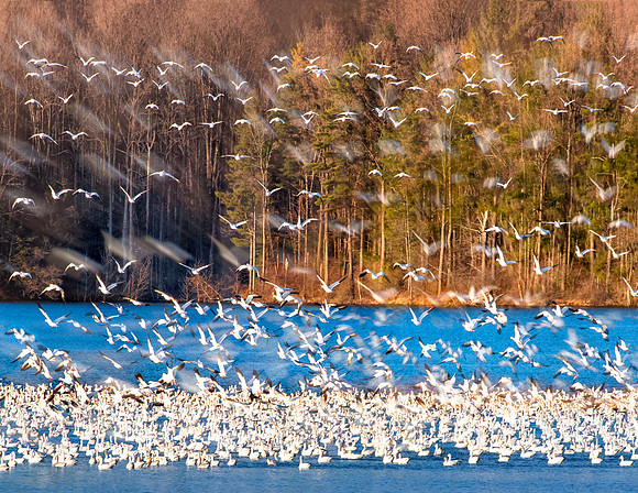 3. Snowgeese Rising
