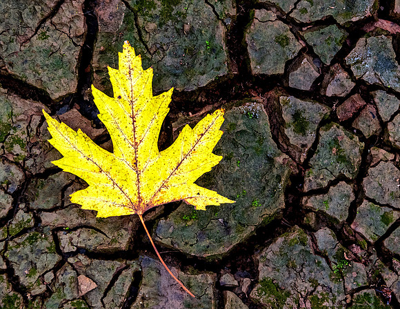 10. Maple leaf on Floodplain