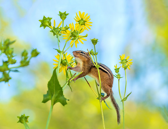 7. Chipmunk in the Flowers