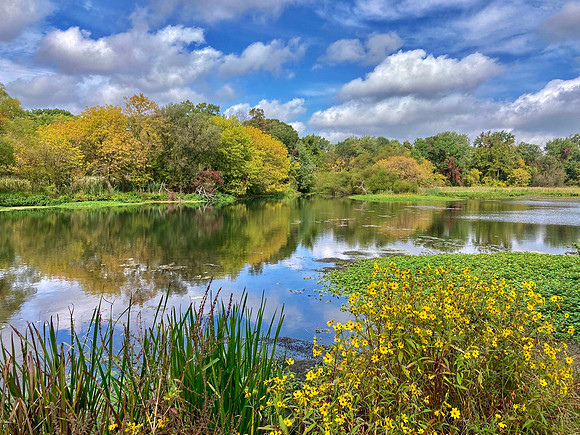Late Summer at Bloodgoods Pond - Rahway River Parkway