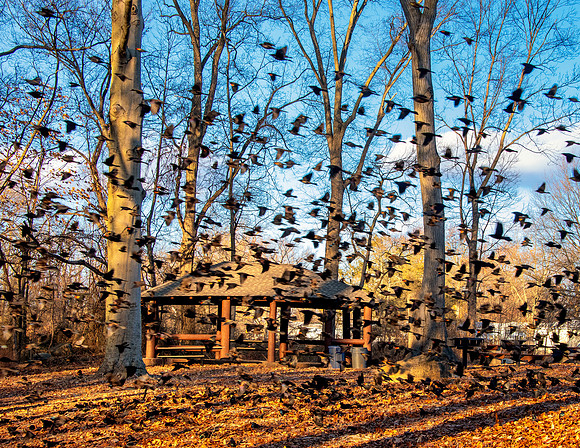 March - Flocking Birds by Picnic House