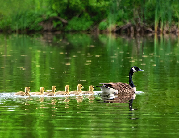 April - Canada Goose Family
