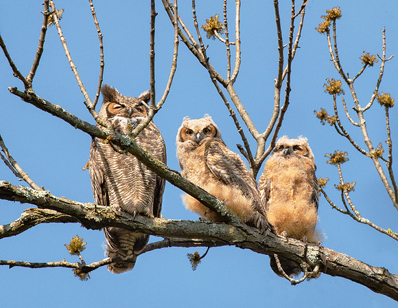 Great Horned Owl Family