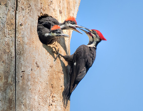 Pileated Woodpecker Family