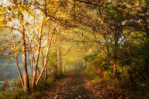 Foggy Pathway - Rahway Park
