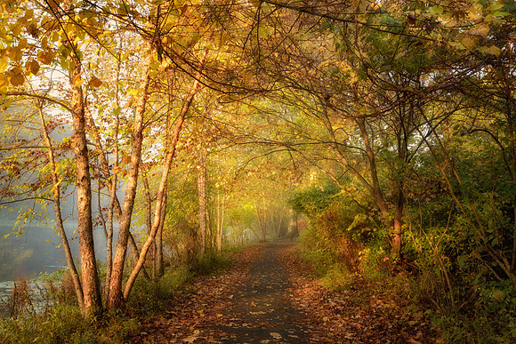 Golden Morning