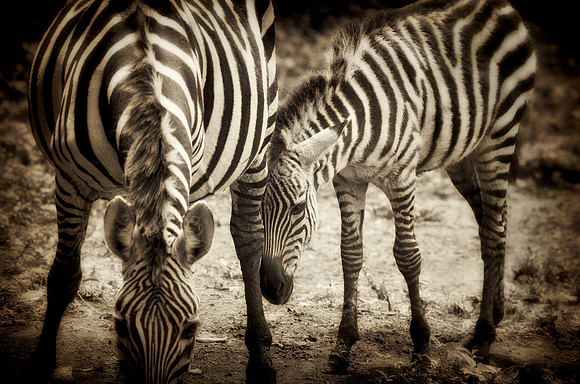 Zebra Nuzzle