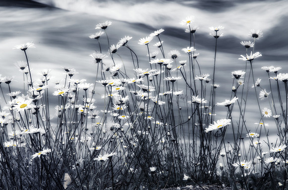 Daisies Dream