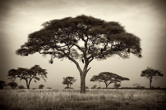African Landscape with Acacia