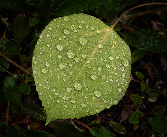 Leaf, Dropped