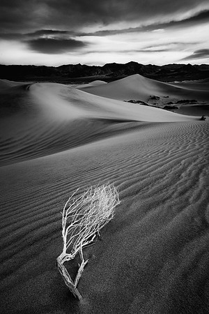 Desert Study