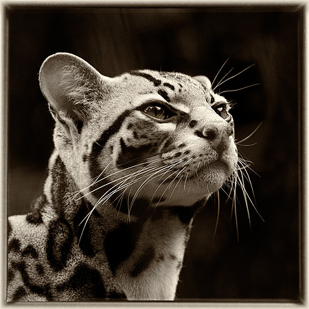 Ocelot