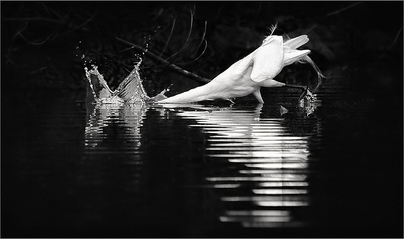 Striking  Egret
