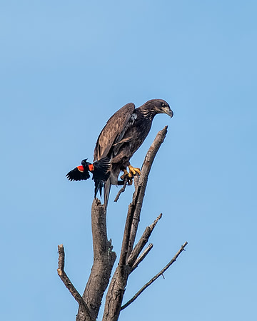 Fledgling bald eagle getting mobbed by blackbird