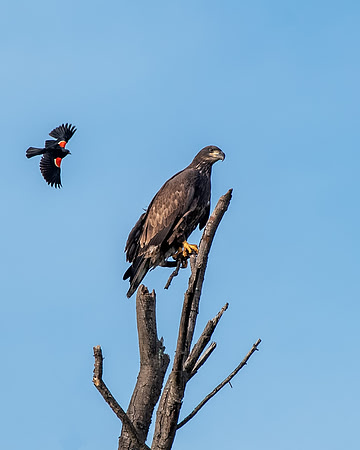 Fledgling bald eagle about to get mobbed by blackbird