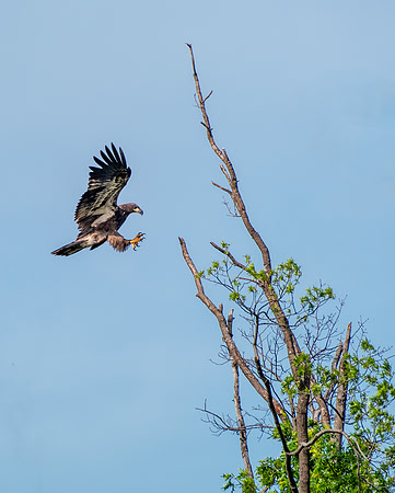Fledgling bald eagle practicing flying and landing