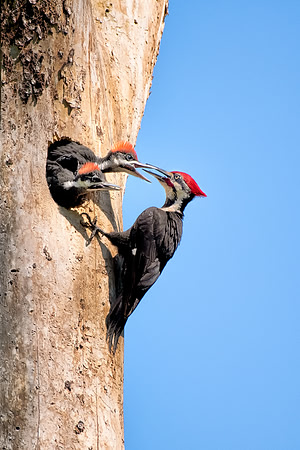 Pileated woodpecker family