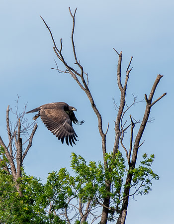 Fledgling bald eagle practicing flying and landing