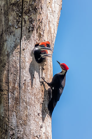 Pileated woodpecker family