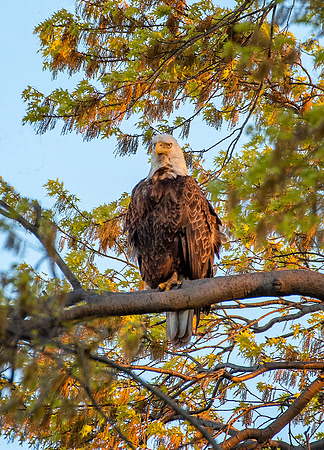 Adult bald eagle in afternoon light