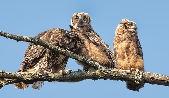 Great horned owl family