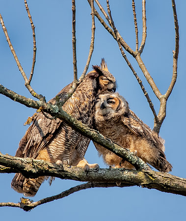 Great horned owl love <3