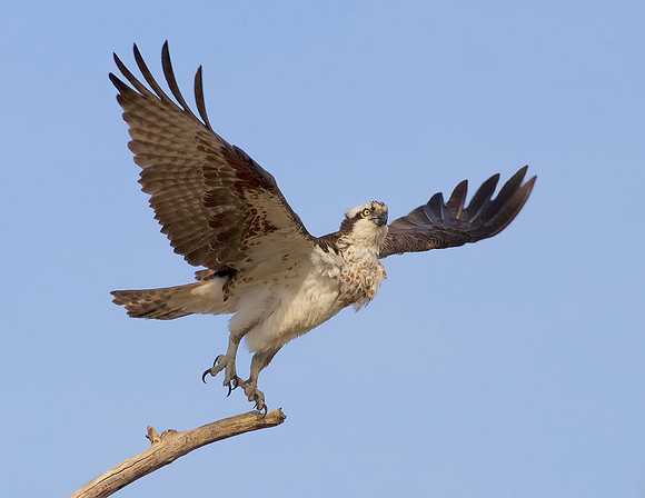 Osprey Liftoff