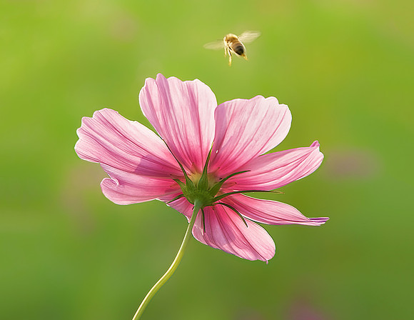 Cosmos and Bee