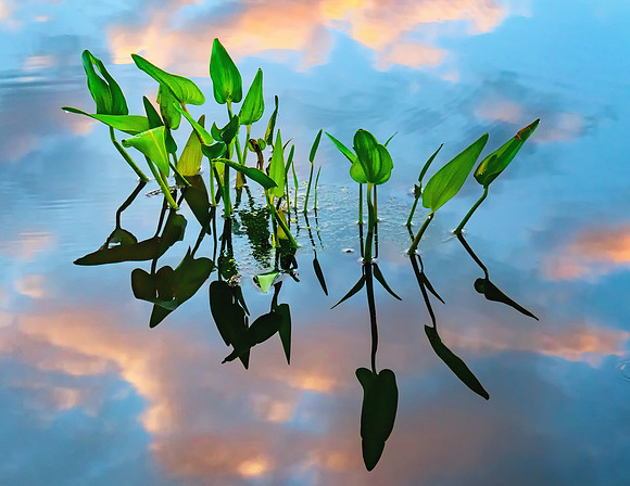 Floating in the Sky
