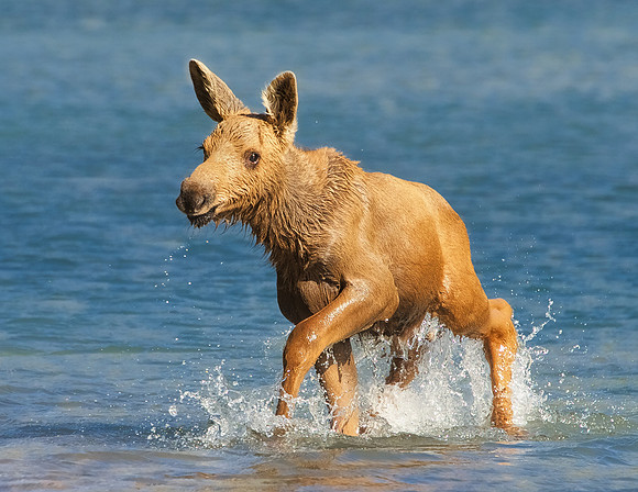 Moose Calf in Pond
