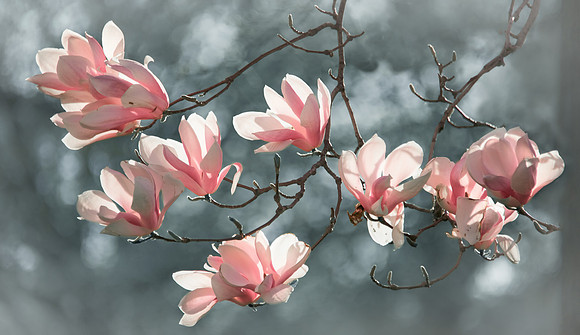 Magnolias at Warinanco Park