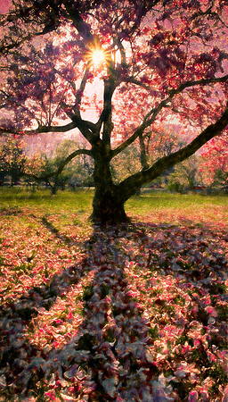 Magnolia tree - Warinanco Park