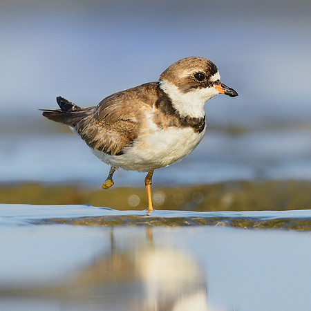 Piping Plover Survivor