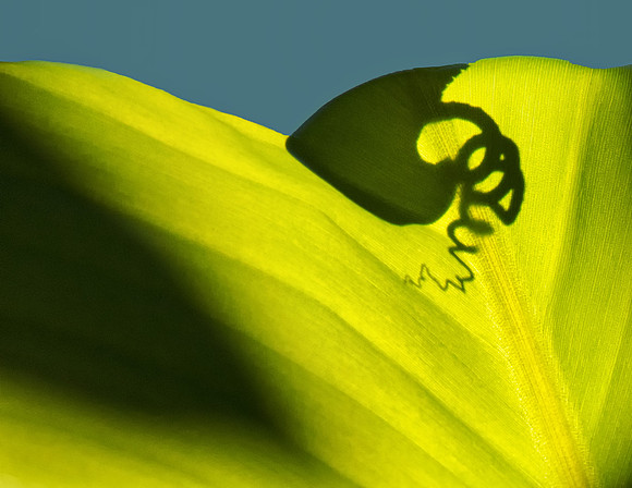 Backlit Leaf with Mysterious Shadow Curl