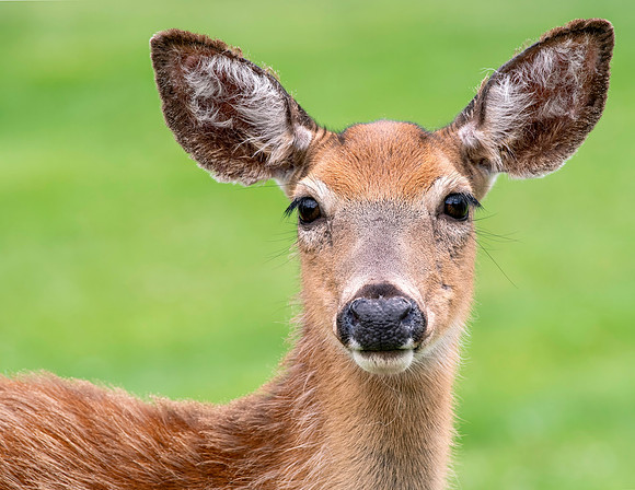 White-tailed Deer