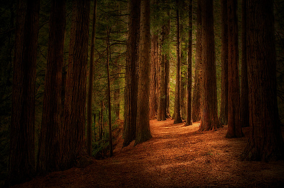 Storybook Forest
