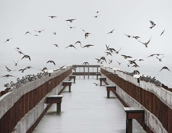 Swallows at the Pier